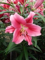 [5171 Dalian Mak2N No01.JPG]